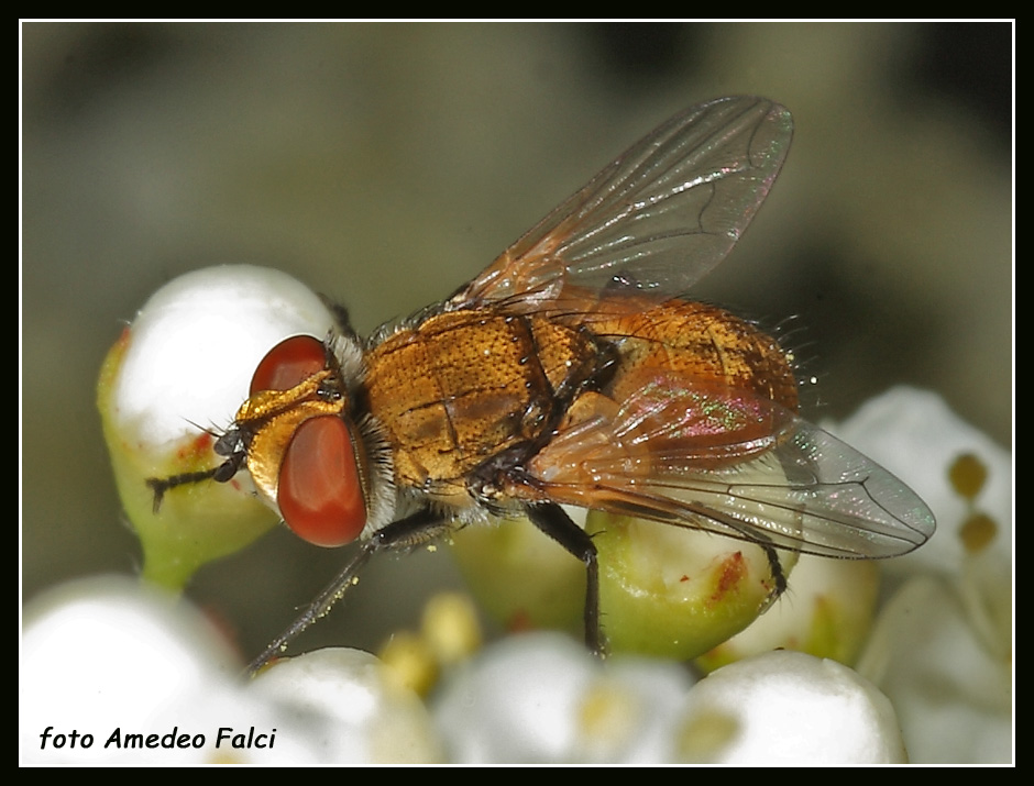 Dalla Sicilia: Eliozeta helluo (Tachinidae)